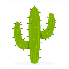 vector illustration of a cactus