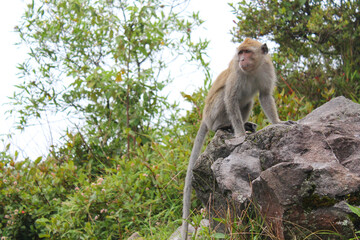 Monkey on Mount Lawu is looking for food, Indonesia