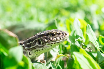 lizard on the grass...