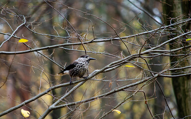 bird in the forest nutcracker