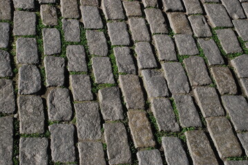 Cobblestone pavement and life making its way between stones. 