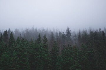 Foggy forest darkness winter mystery