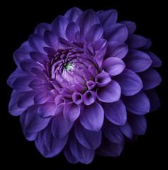 Purple dahlia on black. Flora background