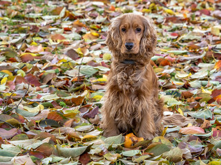 happy puppy dog cocker spaniel in the autumn leaves