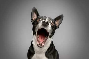 Studio Portrait of Funny and Excited, Bull Terrier Mixed Dog on Grey Background with Shocked / Surprised Expression and Open Mouth - obrazy, fototapety, plakaty