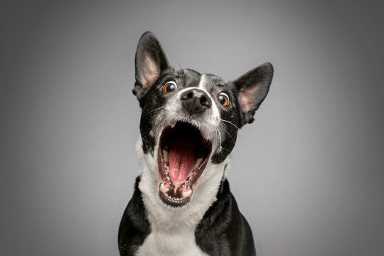 Studio Portrait of Funny and Excited, Bull Terrier Mixed Dog on Grey Background with Shocked / Surprised Expression and Open Mouth