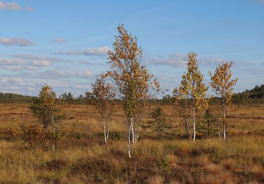 Small birches with autumn colors growing on wetlands on a sunny autumn day. The photo is taken in Torronsuo national park, Finland.