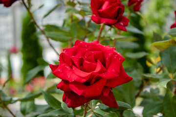 
Beautiful roses in the garden, by the fountain, in the city streets