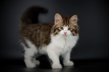 Siberian cat on black backgrounds