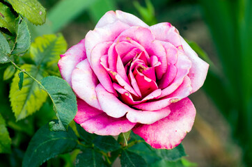 Pink rose flower