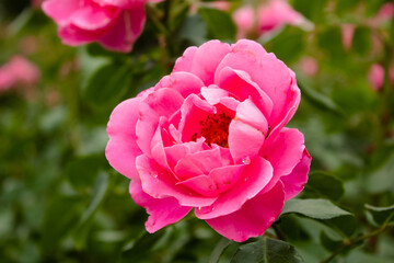 
Beautiful roses in the garden, by the fountain, in the city streets