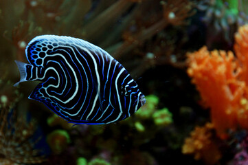 Emperor Angelfish (Pomacanthus imperator) - Juvenile.