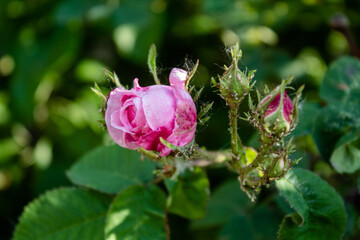 
Beautiful roses in the garden, by the fountain, in the city streets