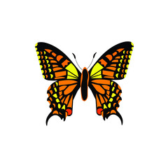 Colorful Butterfly Top Shot Vector Illustration on white background