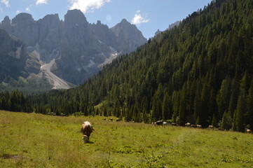 Hiking in the lush and dramatically beautiful Val di Fiemme and Passo Rollo in the Dolomites,...