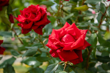 
Beautiful roses in the garden, by the fountain, in the city streets