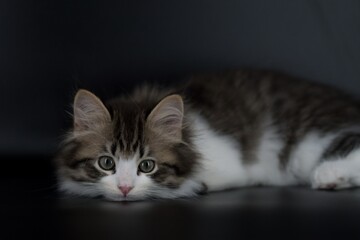 Siberian cat on black backgrounds