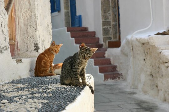 A gray and brown kittens sitting in a typically Greek vilage on a sunny summer day. The photo is taken in Niyros isand in Greece.