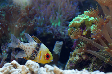 Fototapeta na wymiar The Pajama Cardinalfish (Sphaeramia nematoptera).