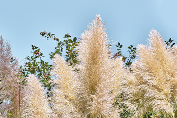 Beige plant pampas grass