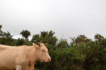 cow in the field with fog