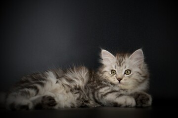 Siberian cat on black backgrounds