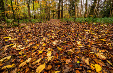 Fototapeta na wymiar The Forest floor near Lennoxtown in autumn colours