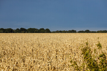 A field with golden ripe corn and a blue sky with clouds above it