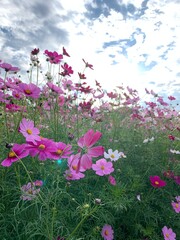 pink flowers in the garden