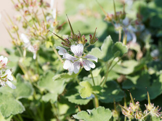 (Geranium renardii) Gros plan sur une fleur blanche striée de mauve de géranium à feuilles gris-vert, gaufrées et veloutées de crêpe ou géranium du Caucase 