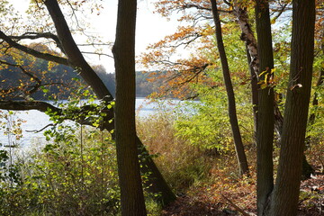 Naklejka premium Herbst an der Krummen Lanke in Berlin
