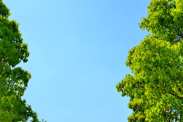 Fototapeta premium 木々の間の青空