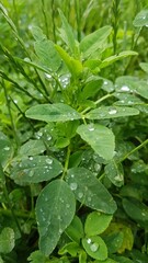 rain drops on leaves