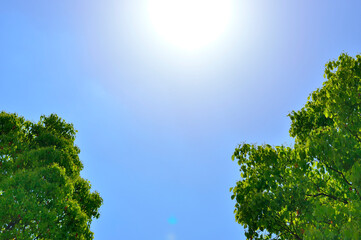 Obraz premium 木々の間の青空