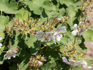 (Geranium renardii) Géranium à feuilles de crêpe gris-bleu. Feuillage, texturé, gaufré et duveteux, fleurs à pétales blanc à lavande veinés de violet