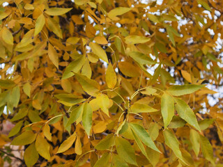 yellow leaves on a tree close-up, Autumn Leaves Nature Background with Vivid Colors