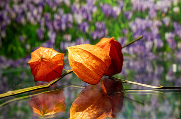 red boxes of decorative physalis on the table