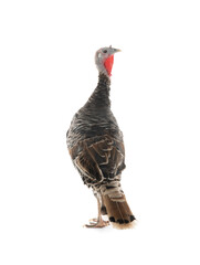  female turkey stand on white background