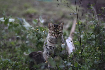 Cat in the bushes