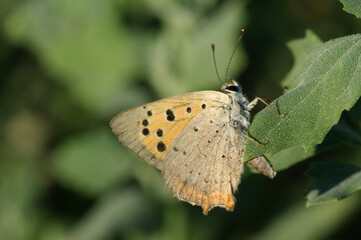 Small Copper (Lycaena phlaeas)