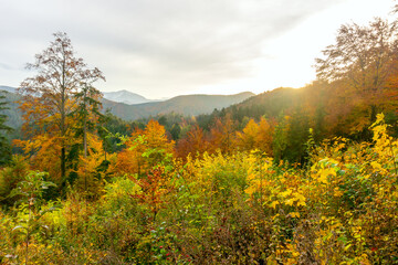 Colorful autumn forest mountain landscape panorama sunset - Austria