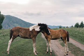 Fototapeta na wymiar Horses graze on a green meadow against the backdrop of mountains in Altai