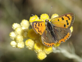 Small Copper (Lycaena phlaeas)