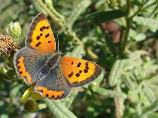 Small Copper (Lycaena phlaeas)