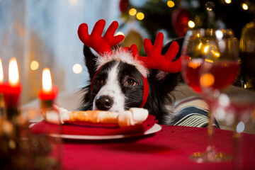 Close-up portrait of a dog wearing reindeer‘s horns celebrating Christmas. Bone on a plate as a...