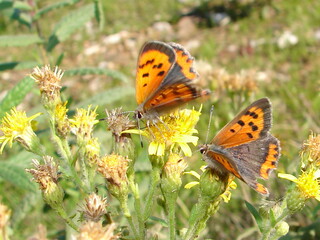 Small Copper (Lycaena phlaeas)
