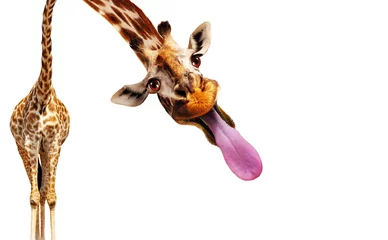Fotobehang Funny photo of giraffe stick out longue tongue isolated on white © Sergey Novikov