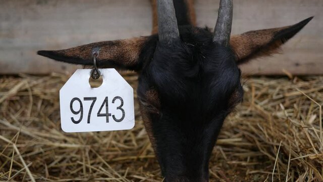 Goat from a farm wearing an ear tag with the identification number associated with the animal.
