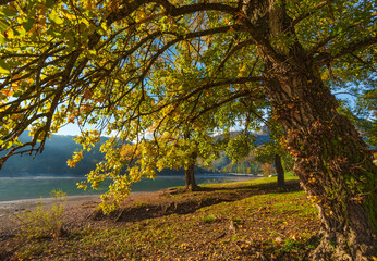 an old monumental linden in the foreground framed the lake of Gramolazzo in the Garfagnana valley of Tuscany