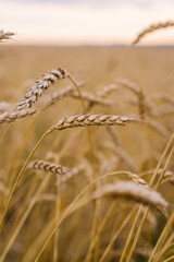 Ears of ripe wheat in a field at sunset